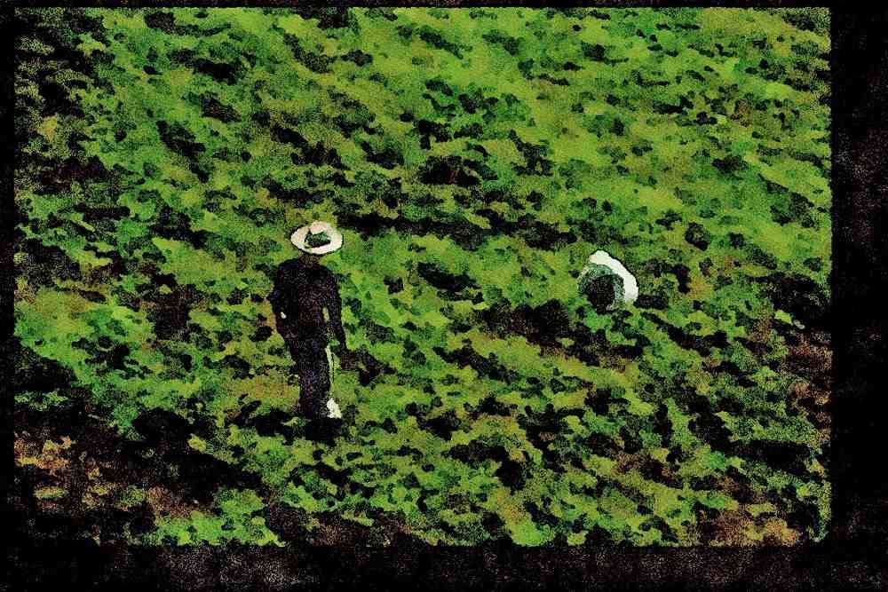 Japan 065002 Tea Plantation A4 Limited Edition Watercolour Print