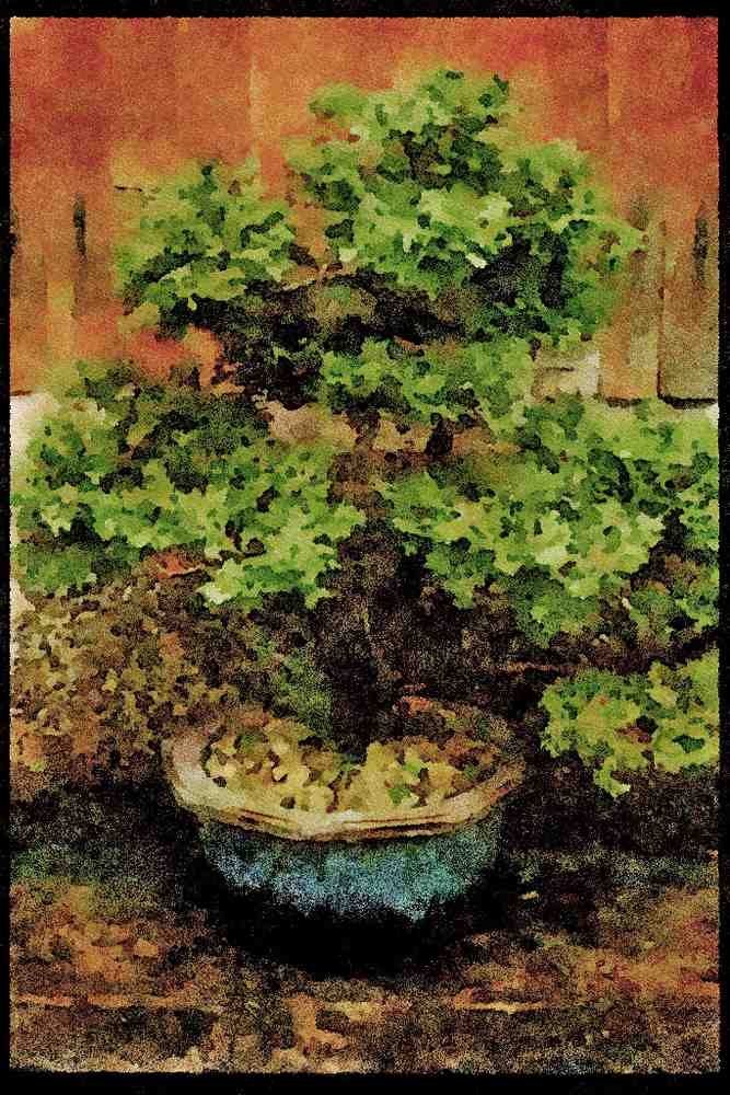 Japan 065017 Bonsai A4 Limited Edition Watercolour Print