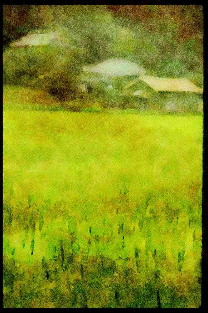 Japan 065050 Rice Field A4 Limited Edition Watercolour Print