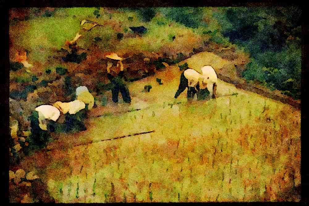 Japan 065051 Rice Planting A4 Limited Edition Watercolour Print