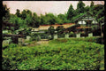 Japan 065070 Country House A4 Limited Edition Watercolour Print