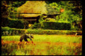 Japan 065127 Rice Fields Kakio, Kawasaki City A4 Limited Edition Watercolour Print