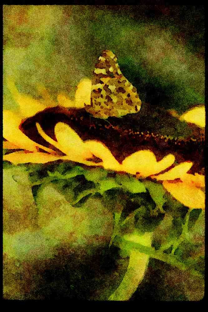 Japan 065146 Sunflower And Butterfly Kyoto A4 Limited Edition Watercolour Print