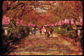 Japan 065160 Kamakura, Japan A4 Limited Edition Watercolour Print