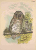Jasper 1895 Barred Owl A4 Photo Print
