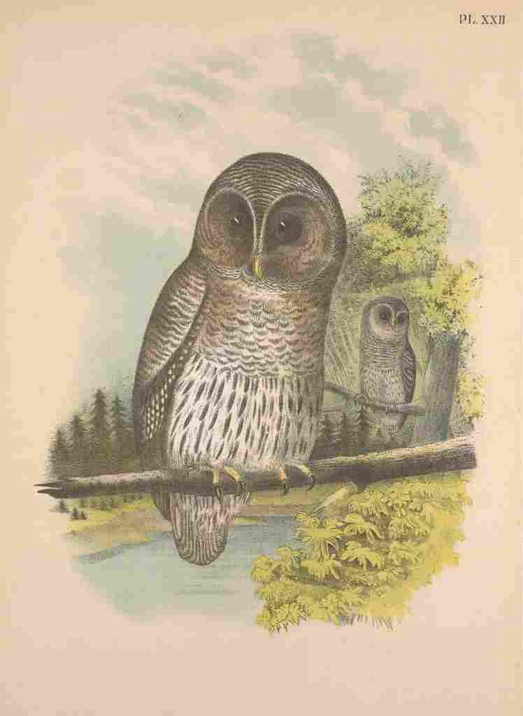 Jasper 1895 Barred Owl A4 Photo Print