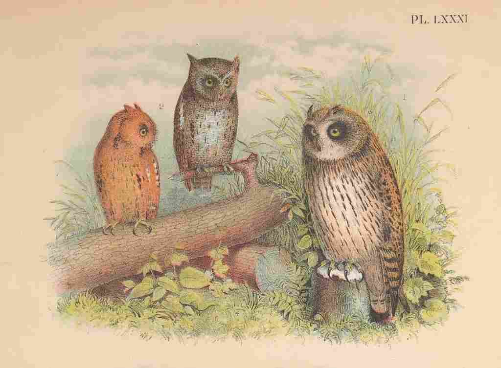 Jasper America 1895 Owls A4 Photo Print