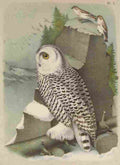 Jasper America 1895 Snow Owl A4 Photo Print