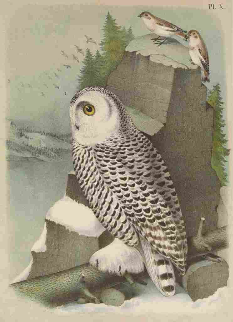 Jasper America 1895 Snow Owl A4 Photo Print
