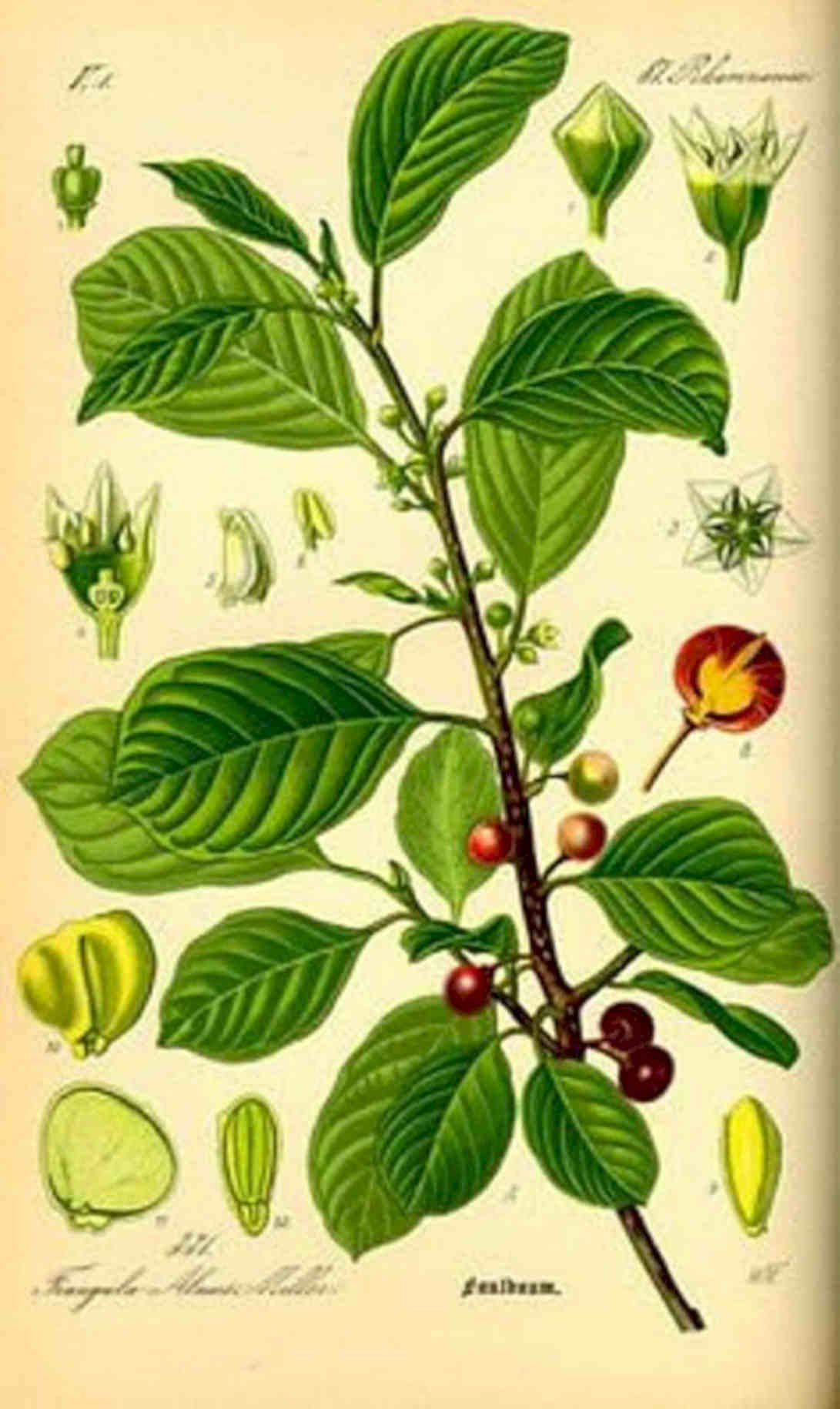 Java Plum Branch Vintage Retro Advert Poster A4 Photo Print
