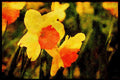 Jersey Channel Isles 286024 Daffodils A4 Limited Edition Watercolour Print