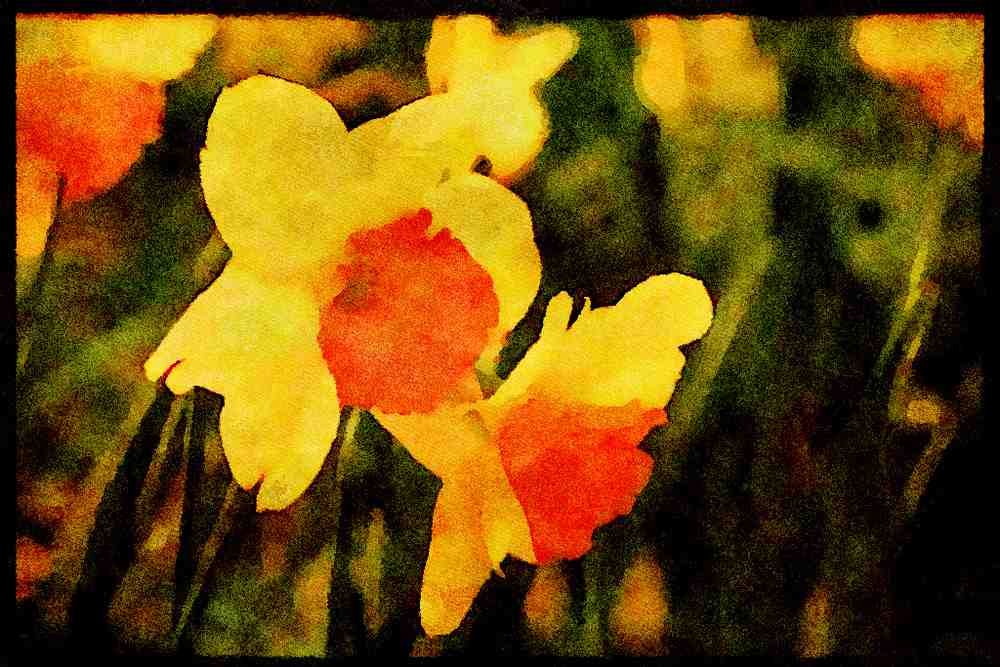 Jersey Channel Isles 286024 Daffodils A4 Limited Edition Watercolour Print