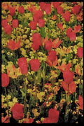 Jersey Channel Isles 286025 Tulips In Millbrook Park A4 Limited Edition Watercolour Print