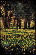 Jersey Channel Isles 286026 Daffodil Field A4 Limited Edition Watercolour Print