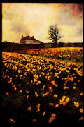 Jersey Channel Isles 286032 Daffodil Field A4 Limited Edition Watercolour Print