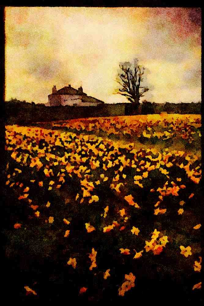 Jersey Channel Isles 286032 Daffodil Field A4 Limited Edition Watercolour Print