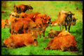 Jersey Channel Isles 286097 Jersey Cows A4 Limited Edition Watercolour Print