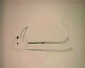 Joan Miro composizione1 Art A4 Photo Print