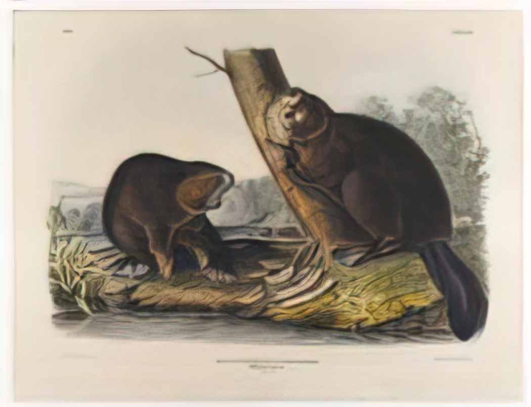 John James Audubon american beaver 1844 Art A4 Photo Print