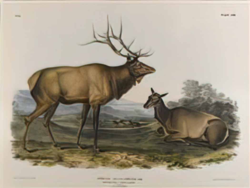 John James Audubon american elk 1845 Art A4 Photo Print