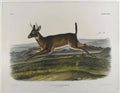 John James Audubon long tailed deer 1847 Art A4 Photo Print
