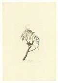 John James Audubon plate 104 chipping sparrow Art A4 Photo Print