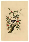 John James Audubon plate 112 downy woodpecker Art A4 Photo Print