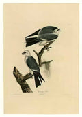 John James Audubon plate 117 mississippi kite Art A4 Photo Print