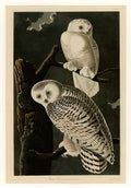 John James Audubon plate 121 snowy owl Art A4 Photo Print