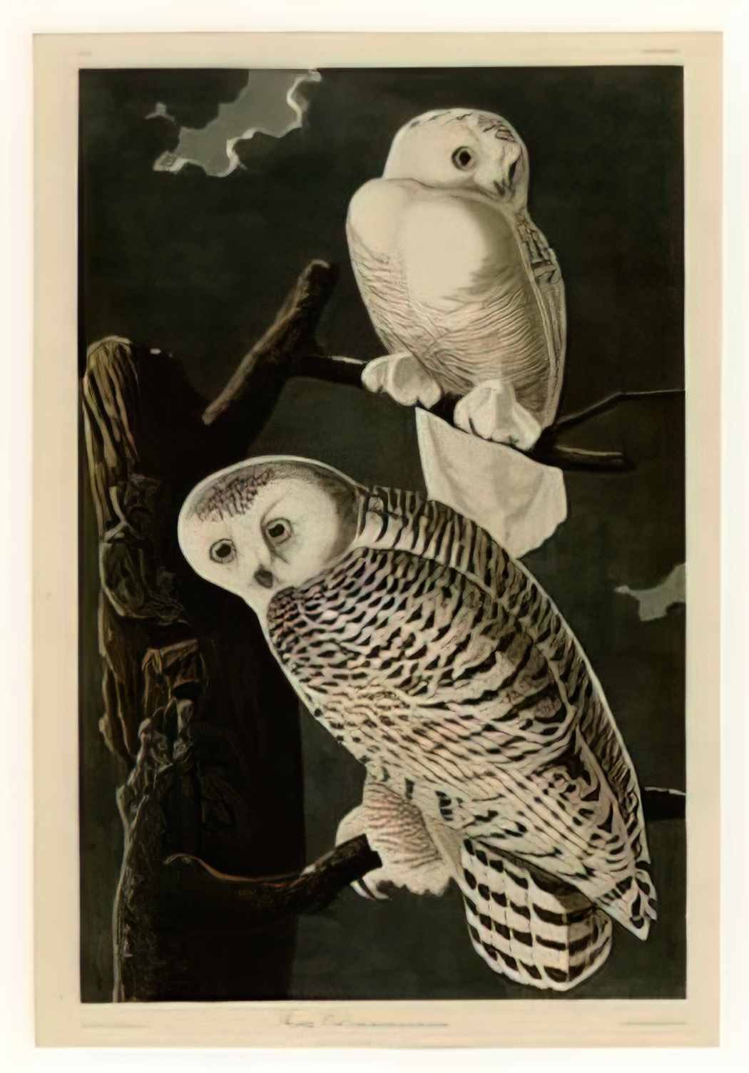 John James Audubon plate 121 snowy owl Art A4 Photo Print