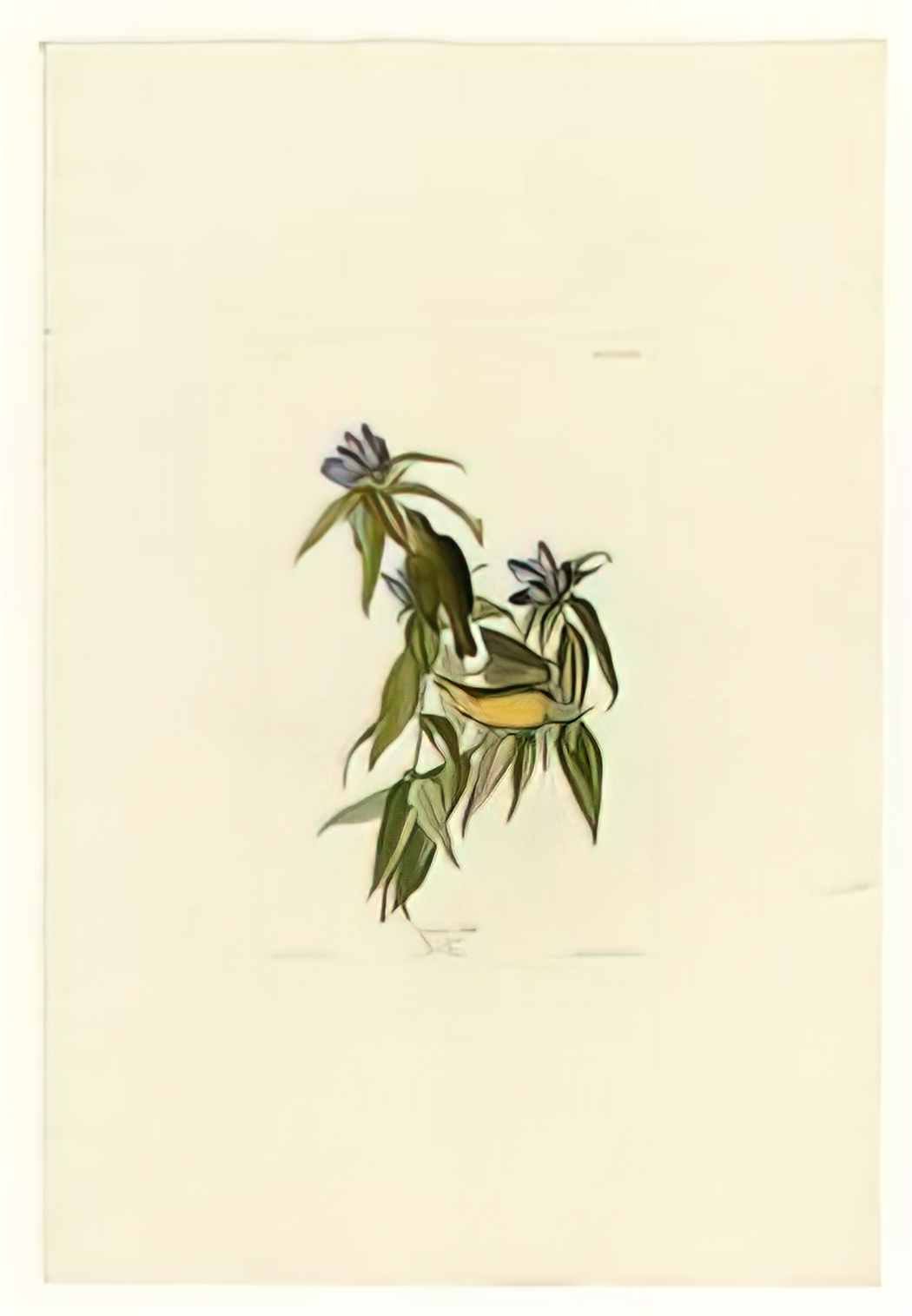 John James Audubon plate 138 connecticut warbler Art A4 Photo Print