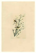 John James Audubon plate 145 yellow red poll warbler Art A4 Photo Print