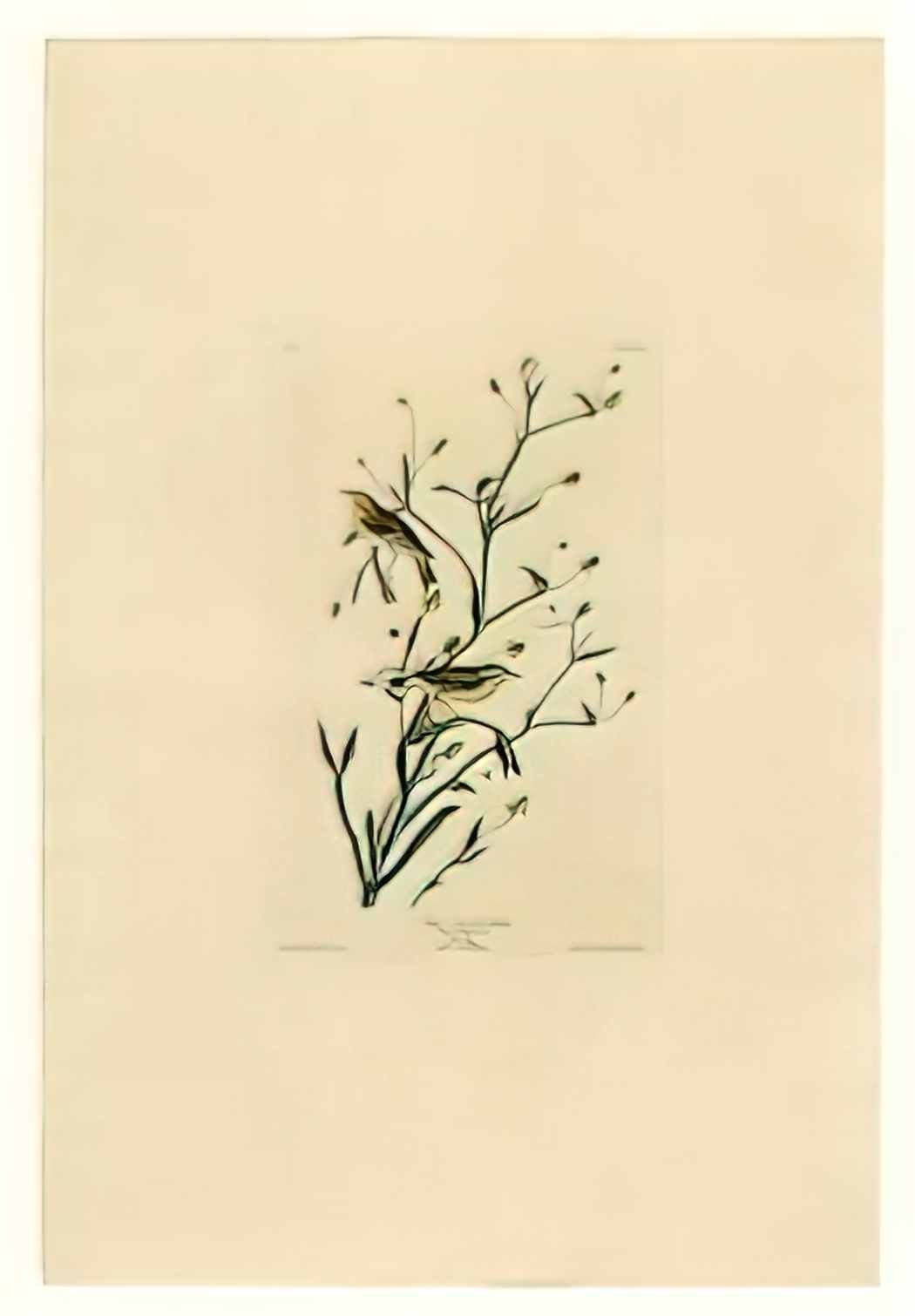 John James Audubon plate 145 yellow red poll warbler Art A4 Photo Print