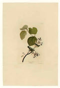 John James Audubon plate 148 pine swamp warbler Art A4 Photo Print