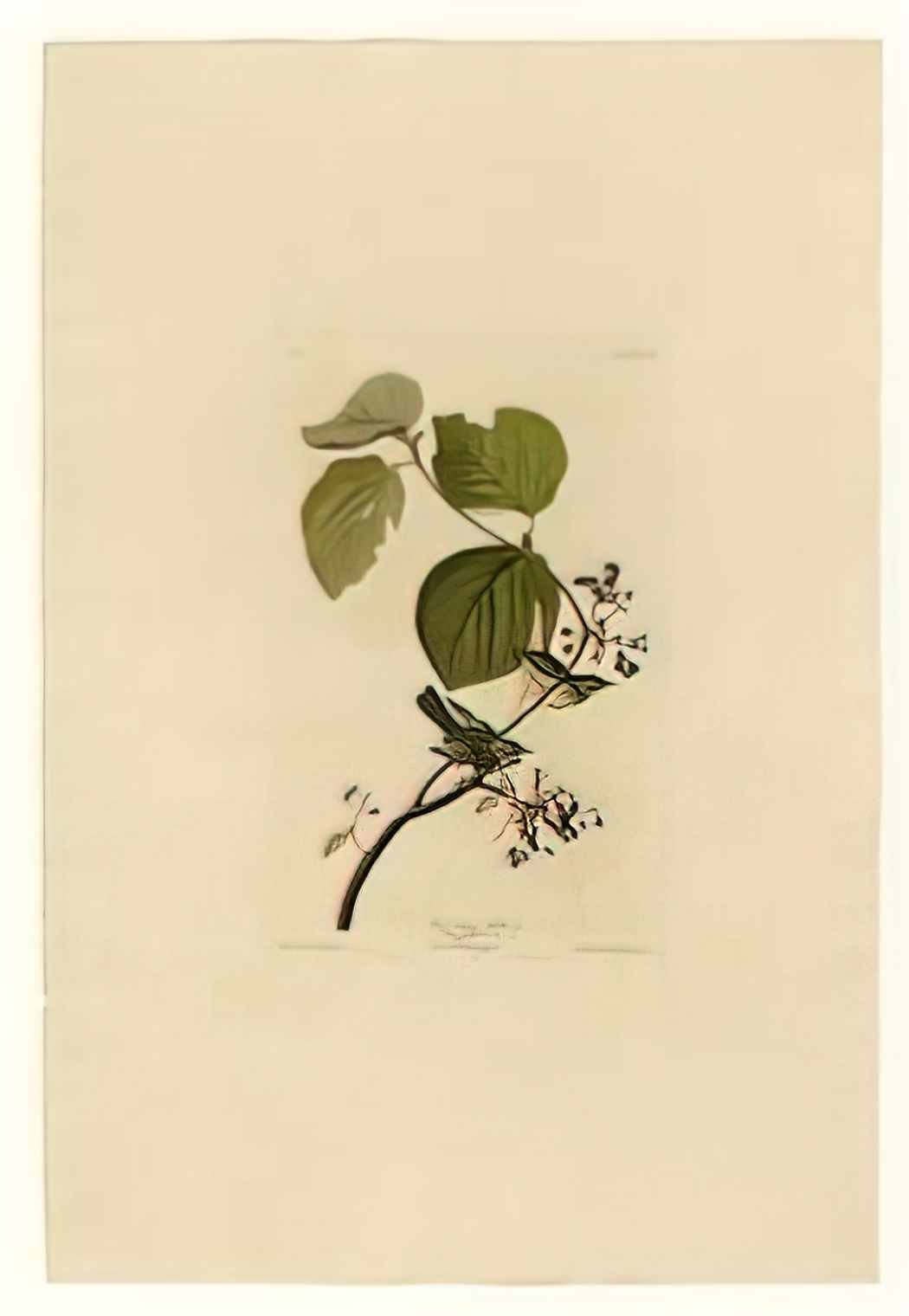 John James Audubon plate 148 pine swamp warbler Art A4 Photo Print