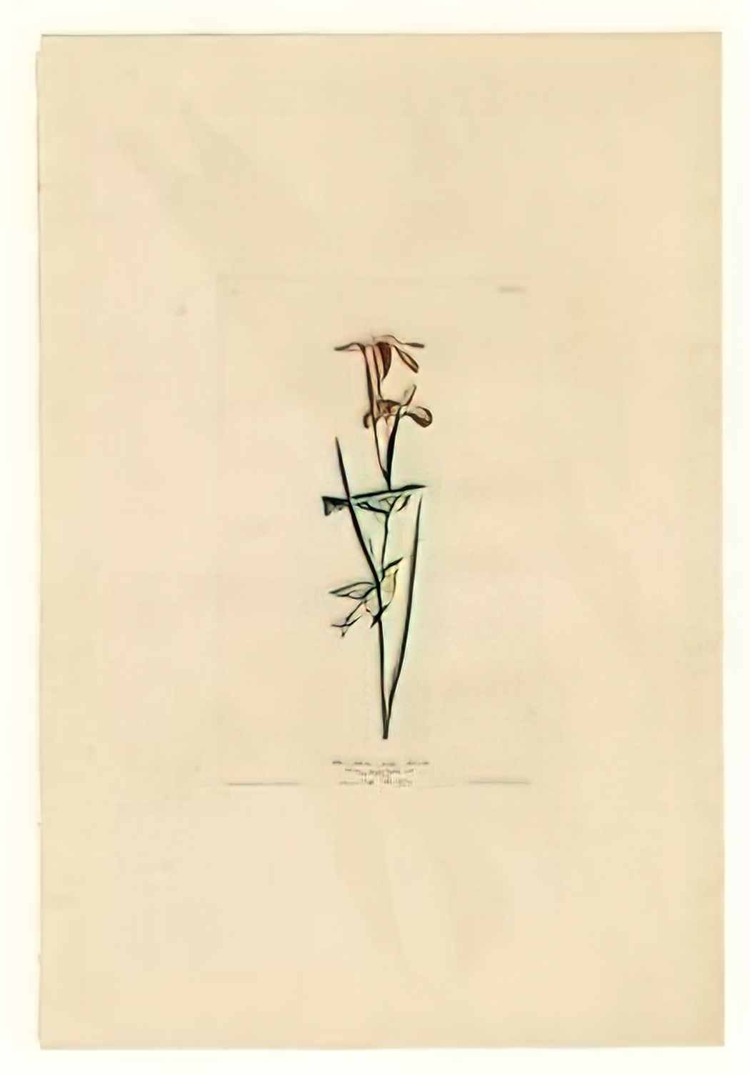 John James Audubon plate 15 blue yellow backed warbler Art A4 Photo Print