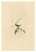 John James Audubon plate 150 red eyed vireo Art A4 Photo Print