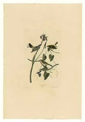 John James Audubon plate 153 yellow crown warbler Art A4 Photo Print
