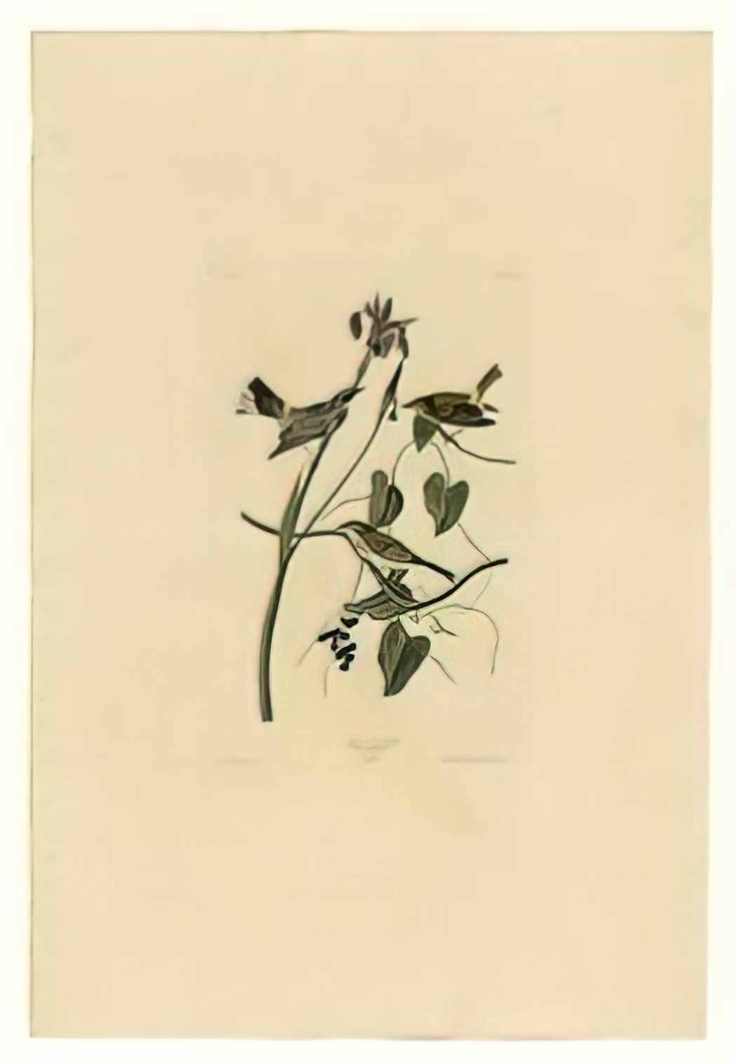John James Audubon plate 153 yellow crown warbler Art A4 Photo Print