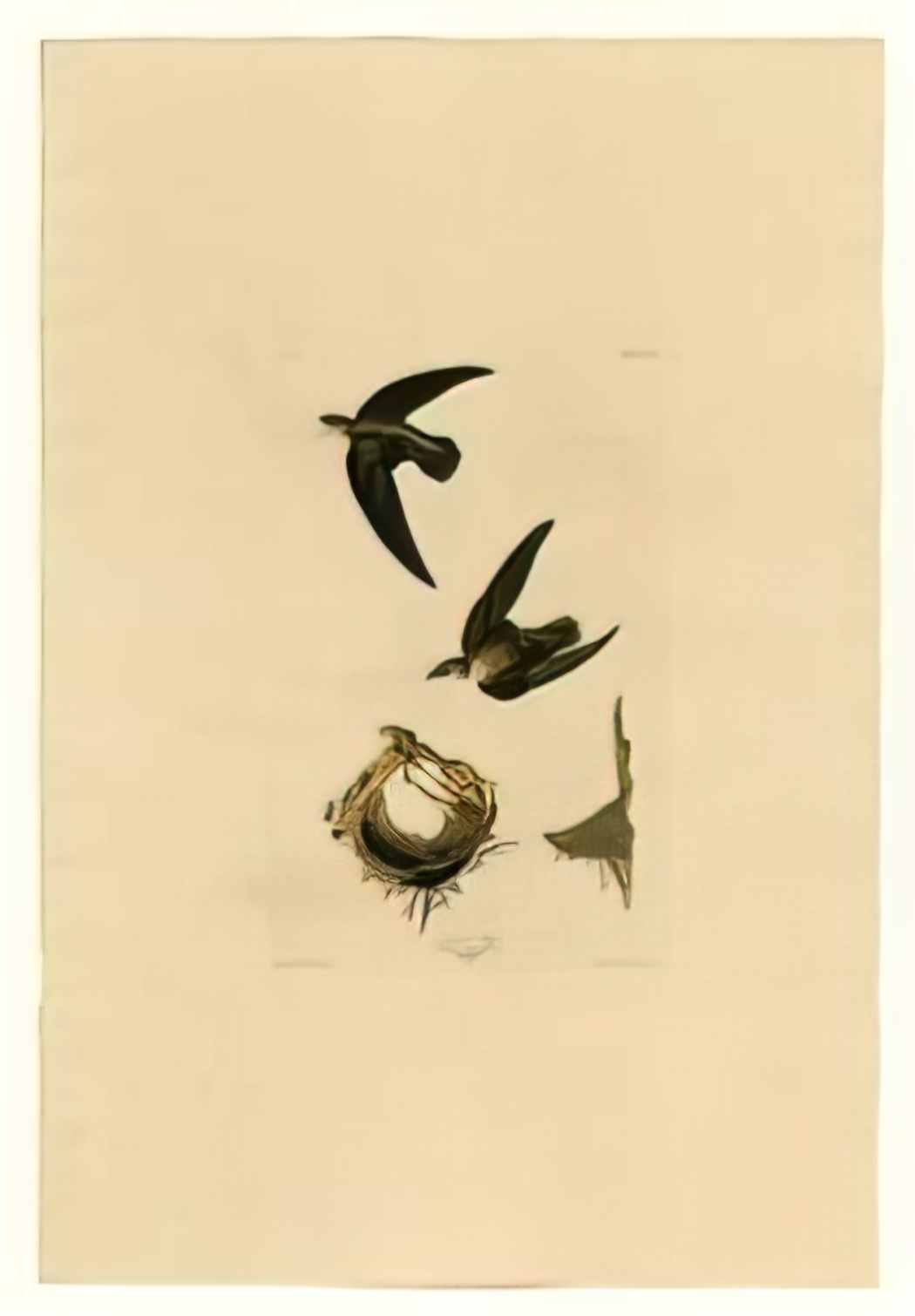 John James Audubon plate 158 american swift Art A4 Photo Print