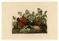 John James Audubon plate 167 key west dove Art A4 Photo Print