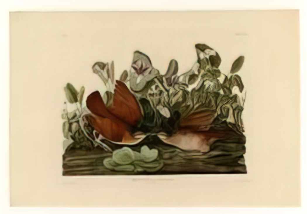 John James Audubon plate 167 key west dove Art A4 Photo Print
