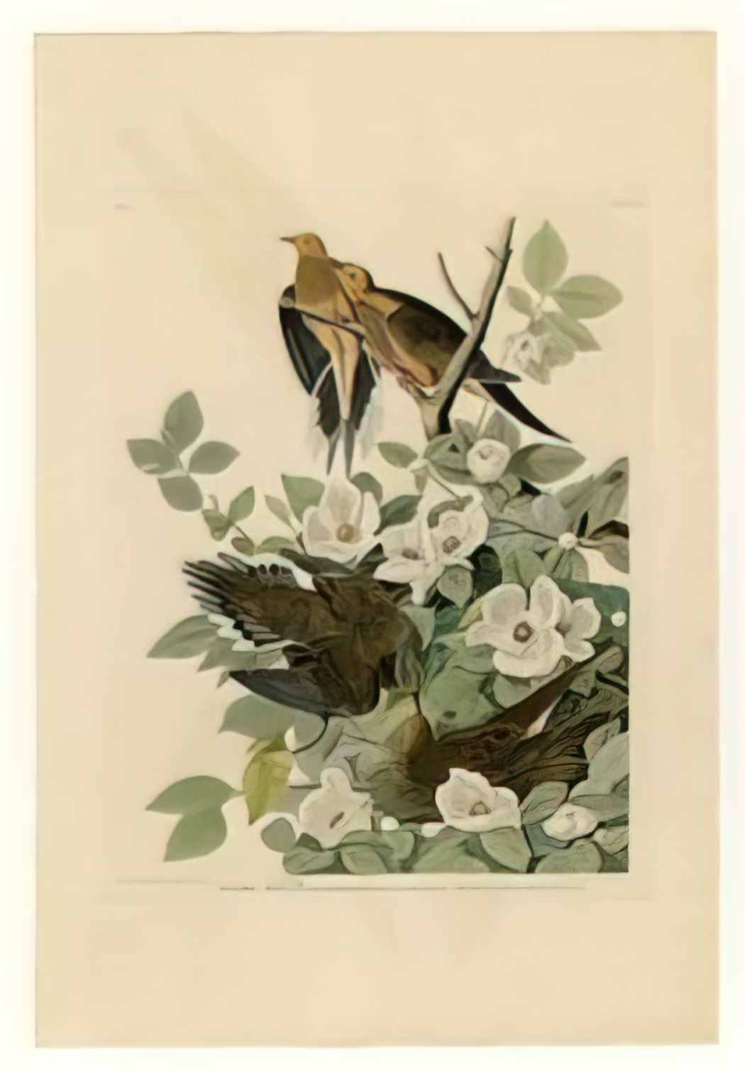 John James Audubon plate 17 carolina turtle dove Art A4 Photo Print
