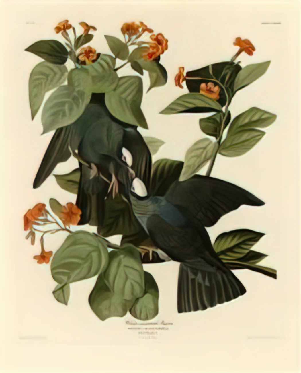John James Audubon plate 177 white crowned pigeon crop Art A4 Photo Print