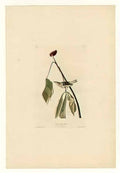 John James Audubon plate 19 louisiana water thrush Art A4 Photo Print