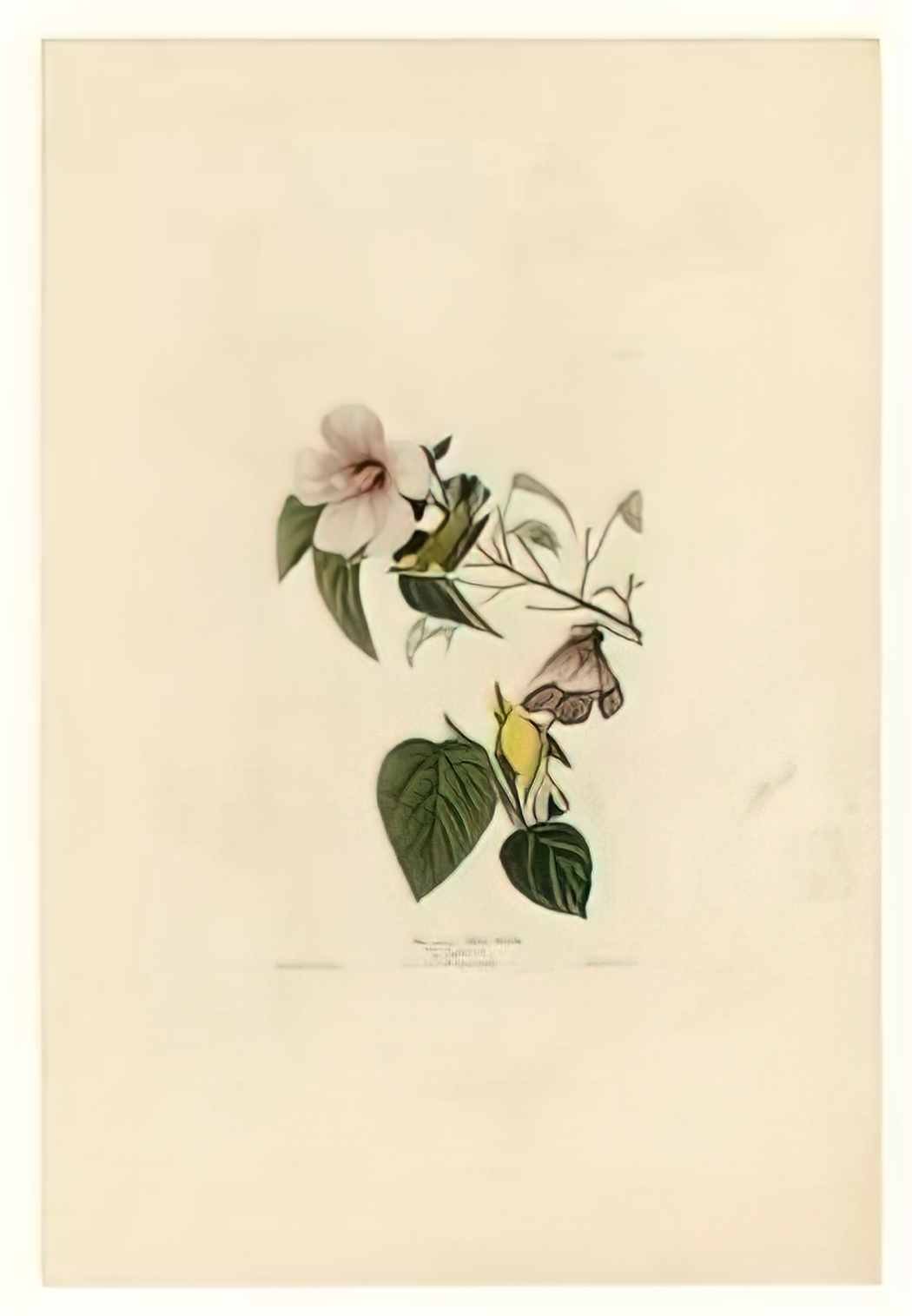 John James Audubon plate 20 blue winged yellow warbler Art A4 Photo Print