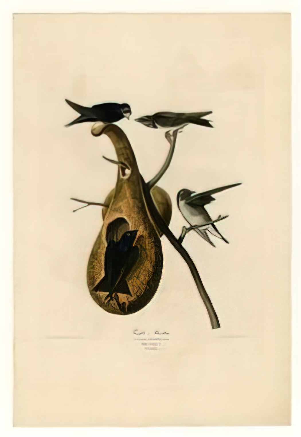 John James Audubon plate 22 purple martin Art A4 Photo Print