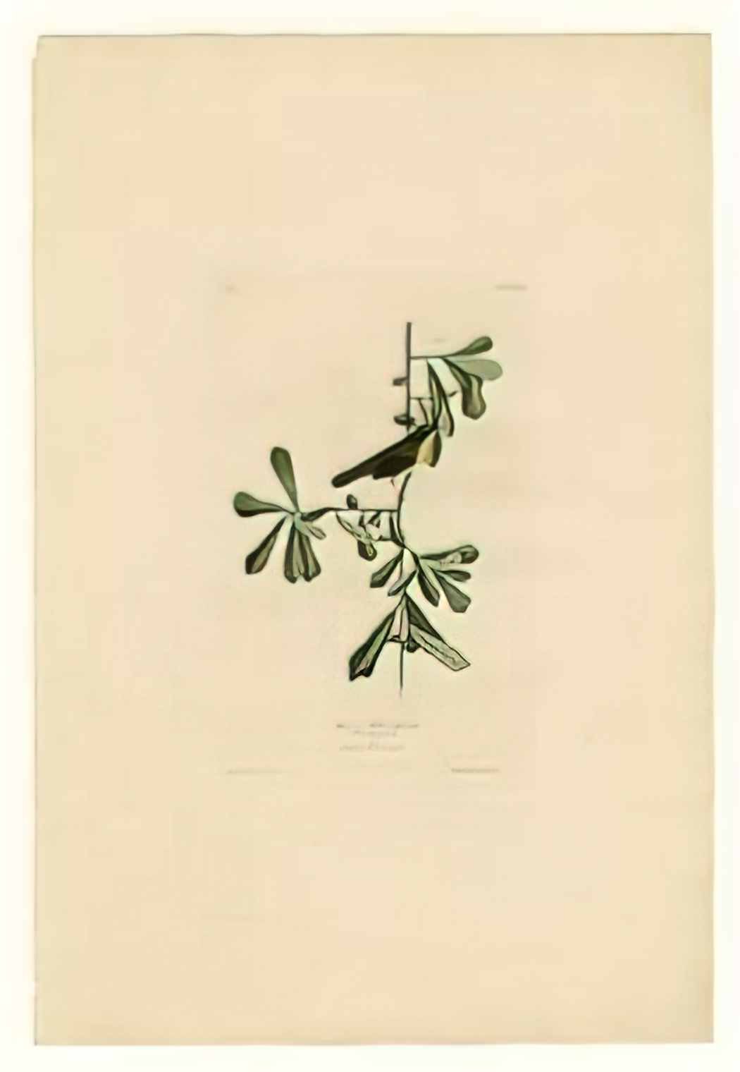 John James Audubon plate 24 roscoe s yellow throat Art A4 Photo Print