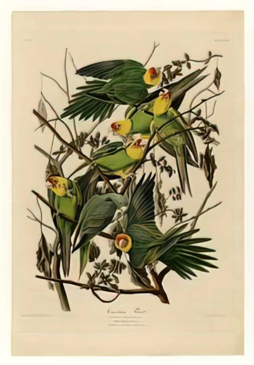 John James Audubon plate 26 carolina parrot Art A4 Photo Print