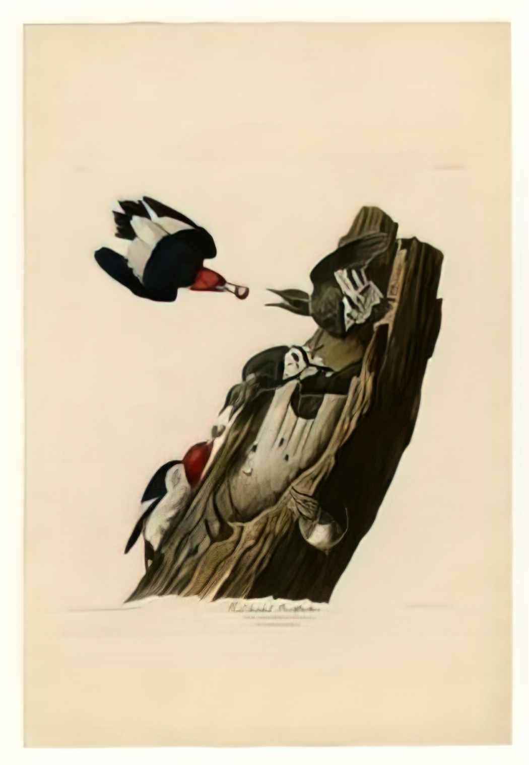 John James Audubon plate 27 red headed woodpecker Art A4 Photo Print